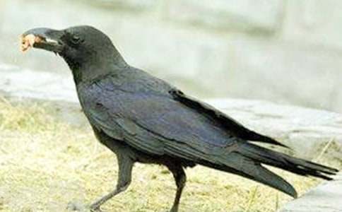 烏鴉和百靈鳥童話作文(通用7篇)