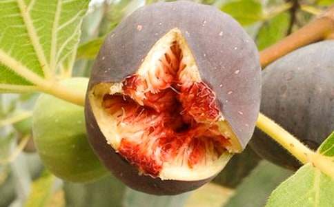 無花果樹的400字作文(通用20篇)