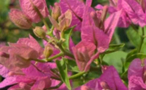 �����������簲���Z�����x335�䣩