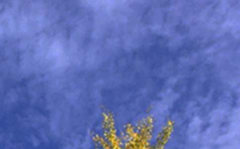 �������簲���ZQQ90��