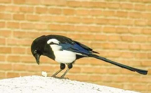 ϲ�o������600����ƪ