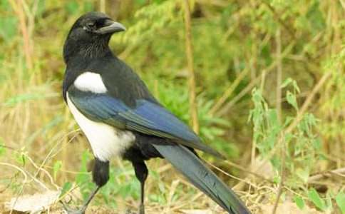 ϲ�o����600�־�ƪ