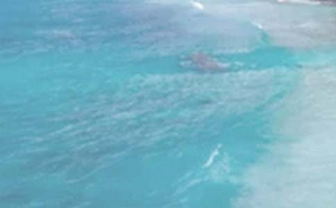 寫夏日的風作文