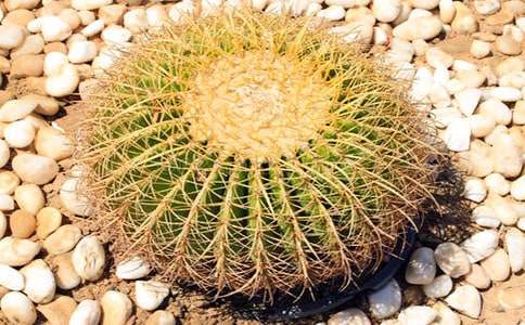 �茑�����Ƶ�����21ƪ