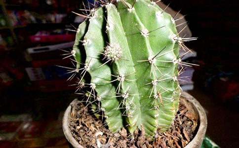 �����Ƶ�����������ƪ