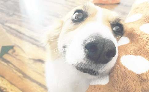 С�����������