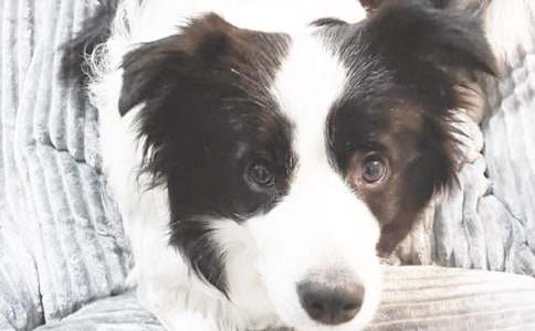 �ɐ۵�С��100������