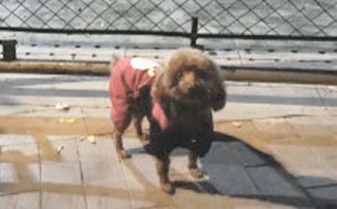 小狗小黃作文(精選35篇)