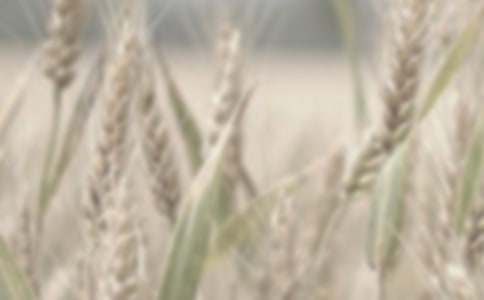 小麥的記憶中學作文范文