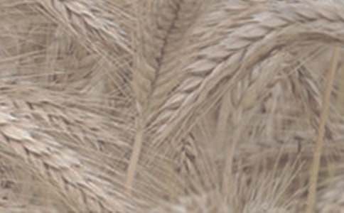 小麥的香氣散文隨筆