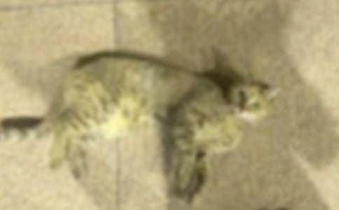 С�W���ġ��Ҽҵ�С؈��