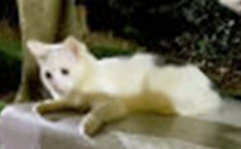 ��ϲ�g��С؈���}����