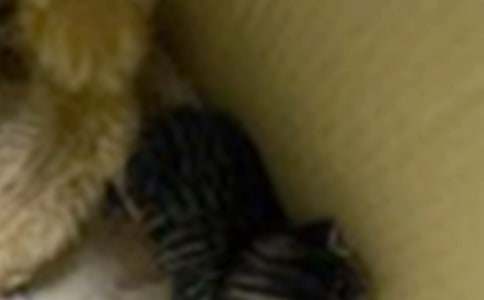 С�u��С؈Ԣ�Թ���