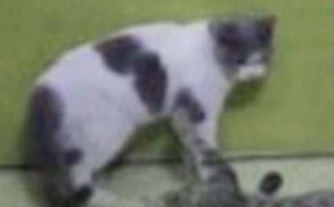 �ɐ۵�С؈���Ķ��꼉