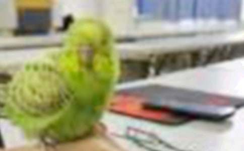 ����һֻС�B����350��