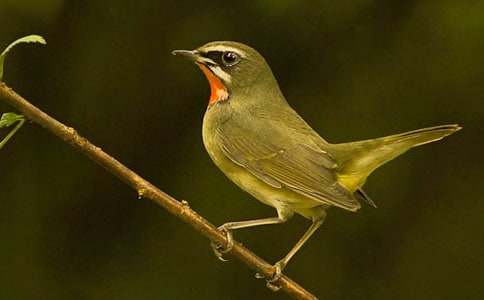 ��ֻС�B���ģ����x35ƪ��