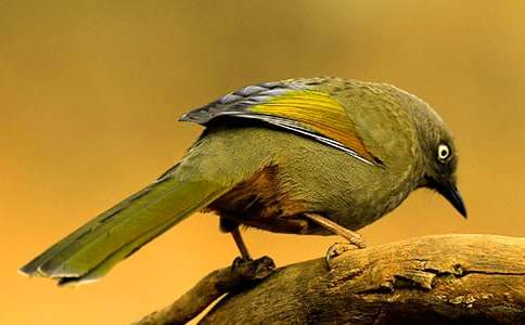 �Һ���׃��һֻСС�B����