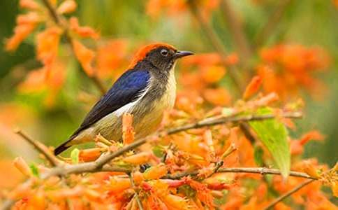 ����׃��һֻС�B��������