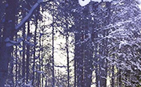 Сѩ������������