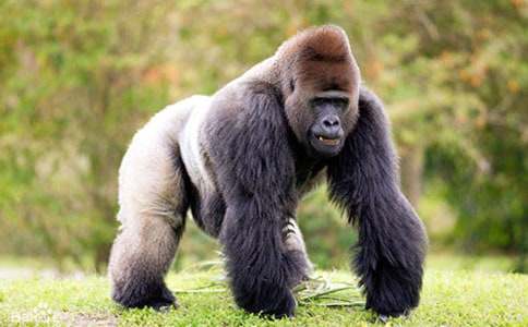 �Ƶ�����Ԣ�Թ���