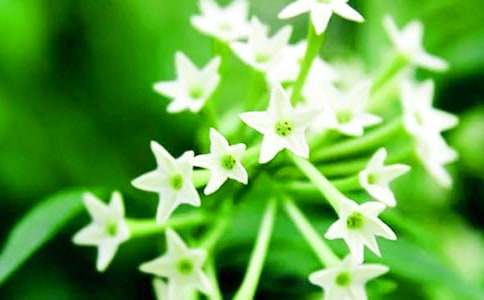 夜來香狀物作文