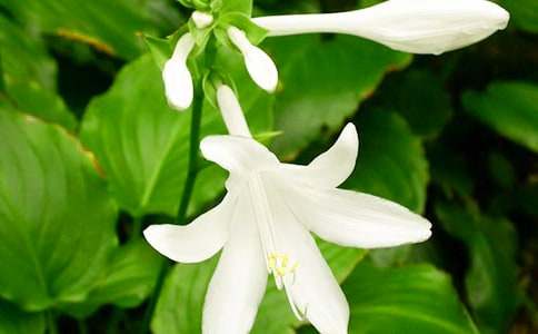 ���P�������ģ�ҹ����