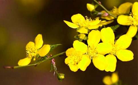 ӛ���е�ӭ����ֲ������700�֣����x22ƪ��