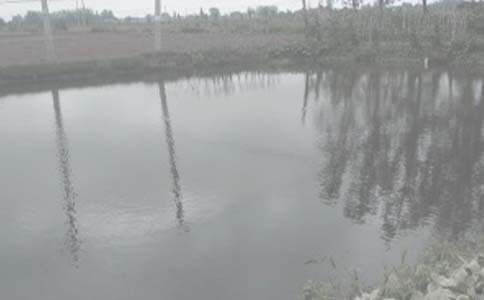 家鄉的魚塘作文(合集6篇)