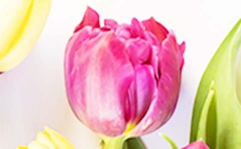 �茑���������ķ���