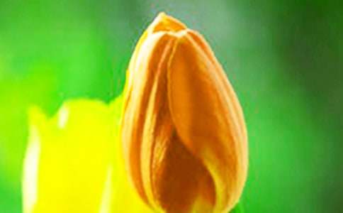 美麗的郁金香作文650字