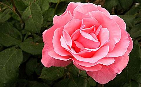 一株想開花的月季作文600字