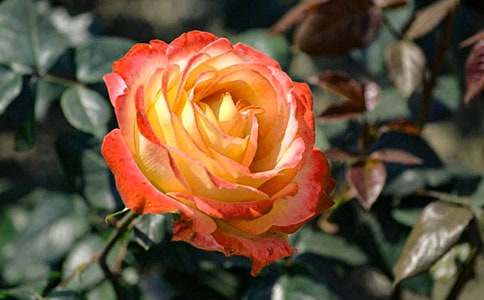 觀察月季花的學生作文