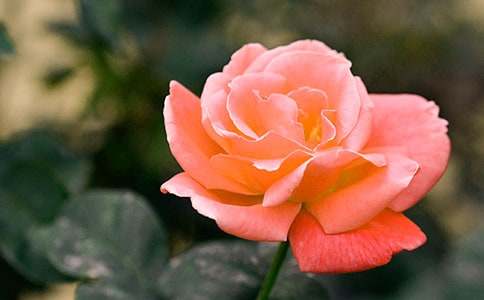 �^���¼�������(�ϼ�10ƪ)