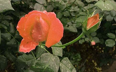 觀察月季花作文(匯編10篇)