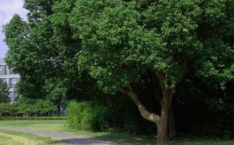 �簲��̵�����