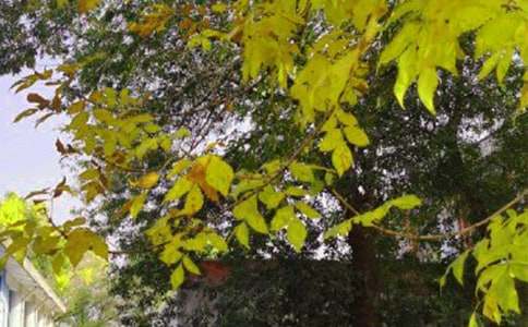 ���õ��°��簲���Z22�l