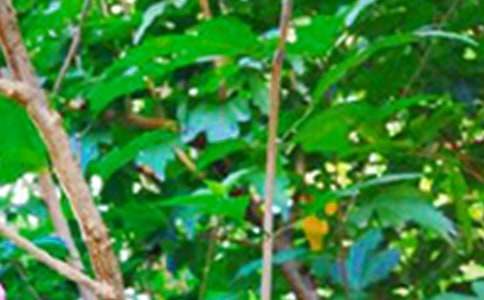 �簲���̜�ů���Z