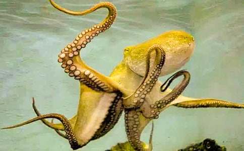 三年級描寫章魚的作文