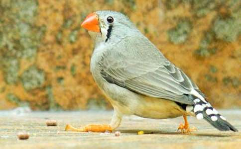 С�W�Z���n�������B����̰���ͨ��15ƪ��