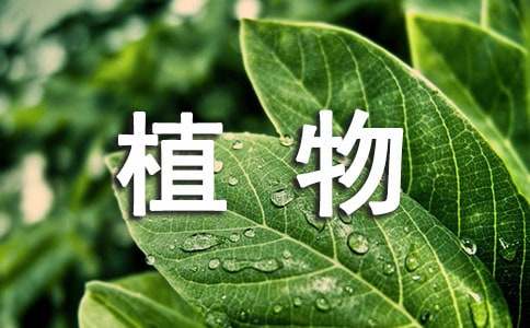 觀察植物小學作文