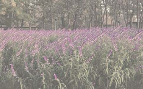 游華南植物園作文700字(通用14篇)