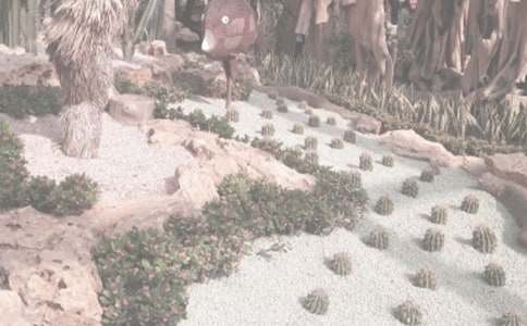 ��ɳ��ֲ��@һ���ε�����700��