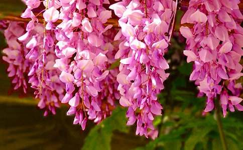 ���ٻ�����300�־�ƪ