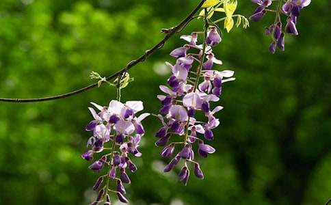 美麗的紫藤花三年級優秀作文