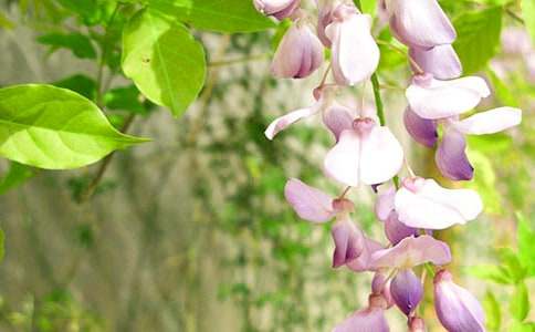 驕傲的紫藤花作文400字