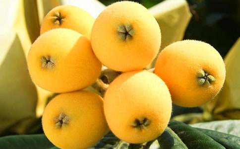 記憶中的枇杷樹作文