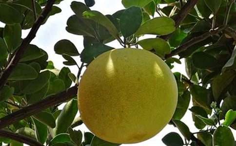 �����x����������600����ƪ