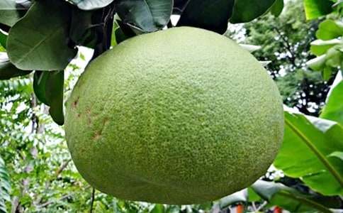 精選柚子作文34篇