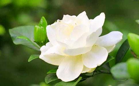 六月梔子花開美文