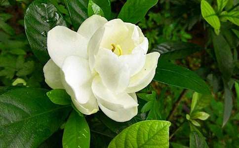 梔子花作文400字(精選17篇)